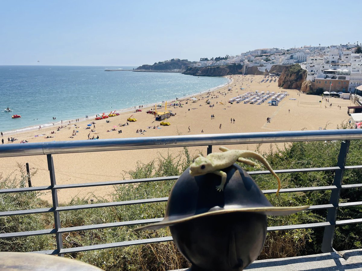 mrgreenlizard's tweet photo. Vakardienas uzvara pakutināja arī manus zaļos nervus! Aste joprojām trīc… Sveiciens no #Albufeira #Portugal 🇵🇹🦎☀️🏒 https://t.co/TJDzelPrgc