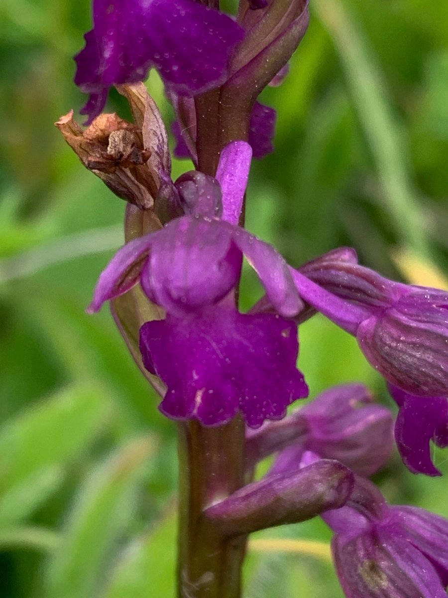 More evidence of the need for a l'scape scale approach to wildflower ...