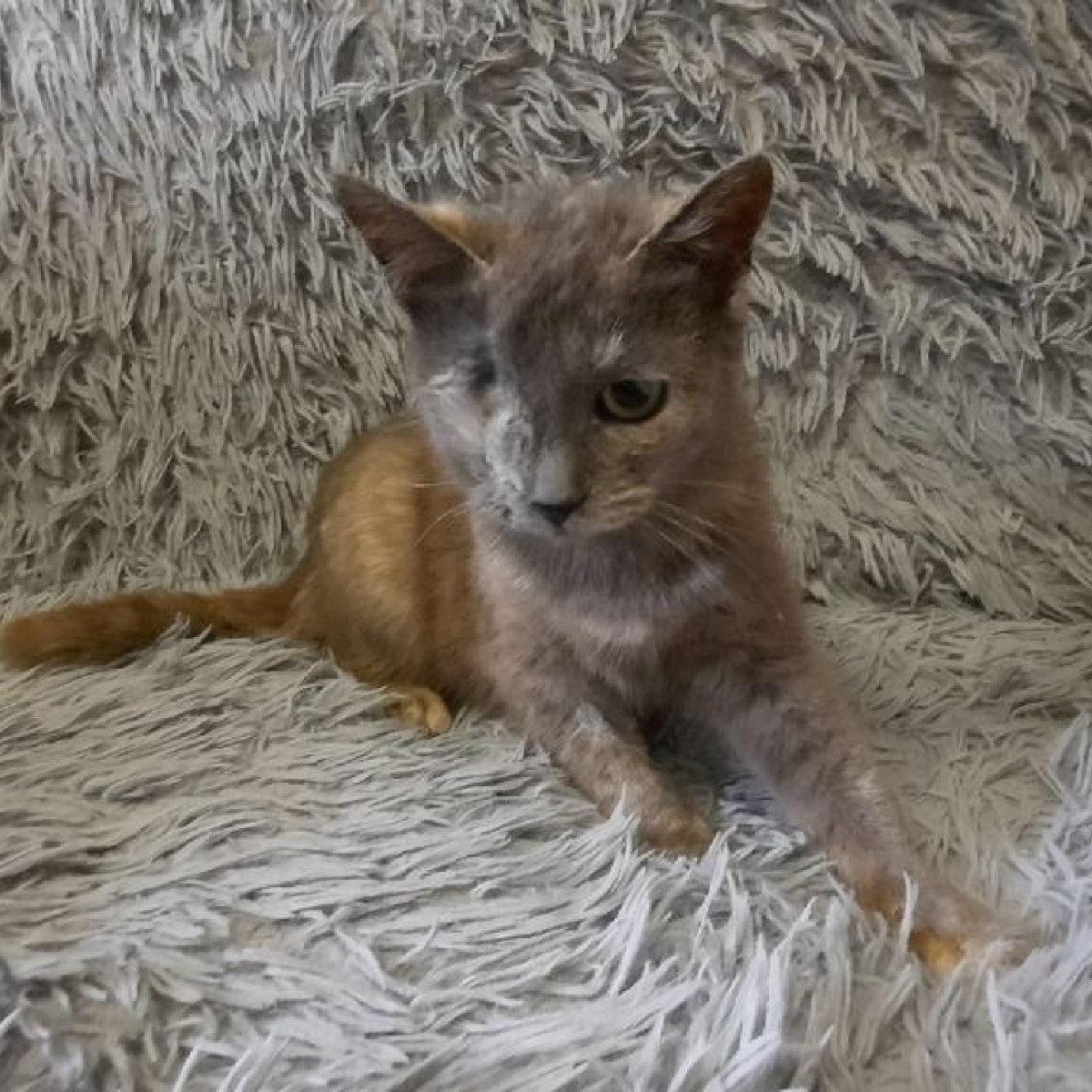 fourpawsAU's tweet photo. #FightforCatsFriday Alicia🐱❤️
🏥 Brought to our Poltava clinic, part of Project Kishka 🇺🇦
👁️Bulging eye, in immense pain
💔Eye beyond saving, & suffering dehydration & rhinitis
💉Desexed, vaccinated & recovered from eye surgery & health issues🏡Has now found a loving home! https://t.co/VyLCjsnEFe
