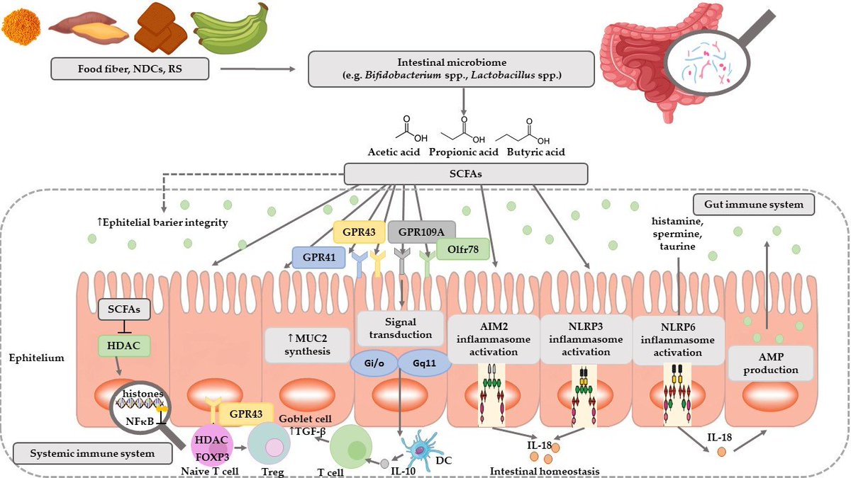 Read Paper 'The Effect of Probiotics on the Production of Short-Chain Fatty Acids by Human Intestinal Microbiome' by Prof. Katarzyna Śliżewska et al. @PedNutritionGuy @BenjamminGold @RkyMtnNaturals @_atanas_ @greeneyedlizzie @skyhookt @Muzzpol @n3nnnnn
mdpi.com/2072-6643/12/4…