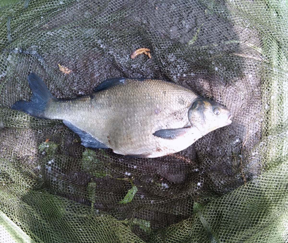 DarrenGuru's tweet photo. Bream sesh 🎣🐟🐟🐟🐟 https://t.co/j3jsBDqACH