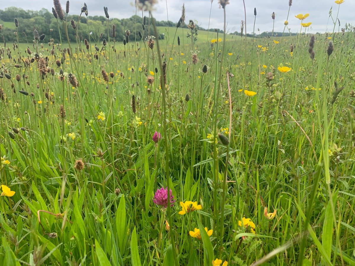 More evidence of the need for a l'scape scale approach to wildflower grassland creation to drive sp' recov' 🪲🐦🌷🦇🐝with these green winged orchids appearing on this 20yr old arable reversion, a contiguous 130ha sweep linking 4 farms. Great work from <a href="/farmer_stu/">stuart jakeman</a> @spow004