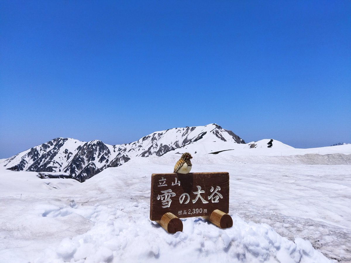 Experience walking between towering walls of snow that can get up to 20 meters high at Toyama’s “Snow Wall Walk” event! ❄️🚶🏻‍♀️