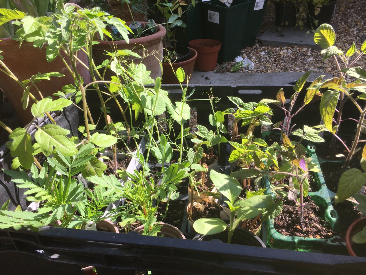 Edible High Town tweet media