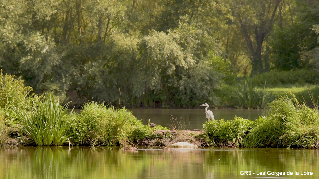 [ Road trip ]🥾 Le GR® 3 suit le cours de la #Loire de sa source jusqu’à son estuaire. Il permet de suivre l’un des derniers fleuves sauvages d’Europe. Ce #sentier est le premier GR® "officiel" 🥰   ✔️ Passez 2 jours &amp; 1 nuit sur le #GR3 👉 gorgesdelaloire.fr/2-jours-1-nuit…
#randonnee