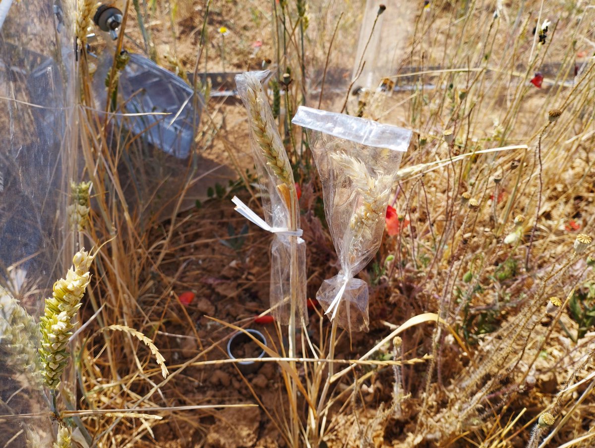 They are back! Ants are again colonizing our open-top chambers that simulate #warming and eating our wheat yield at #INIA_LaCanaleja! This year we were clever enough to bag some spikes :)) to get some data! @INIA_es #CLIM_BIOSOIL