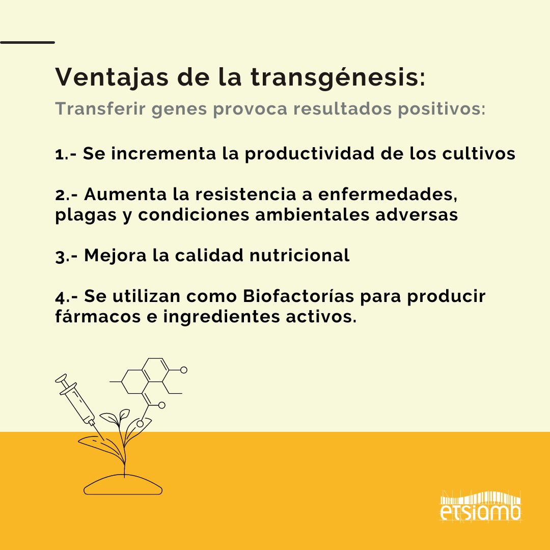 EtsiamAb's tweet image. ¿Sabías de qué se trata la 𝐭𝐫𝐚𝐧𝐬𝐠𝐞́𝐧𝐞𝐬𝐢𝐬 𝐯𝐞𝐠𝐞𝐭𝐚𝐥 y qué ventajas tiene? 🤔💭

#Etsiamb #Transgenesis #EtsiambAlbacete #Ingenieria #UCLM #Naturaleza #MedioNatural #Plantas #Animales #Master #MedioAmbiente