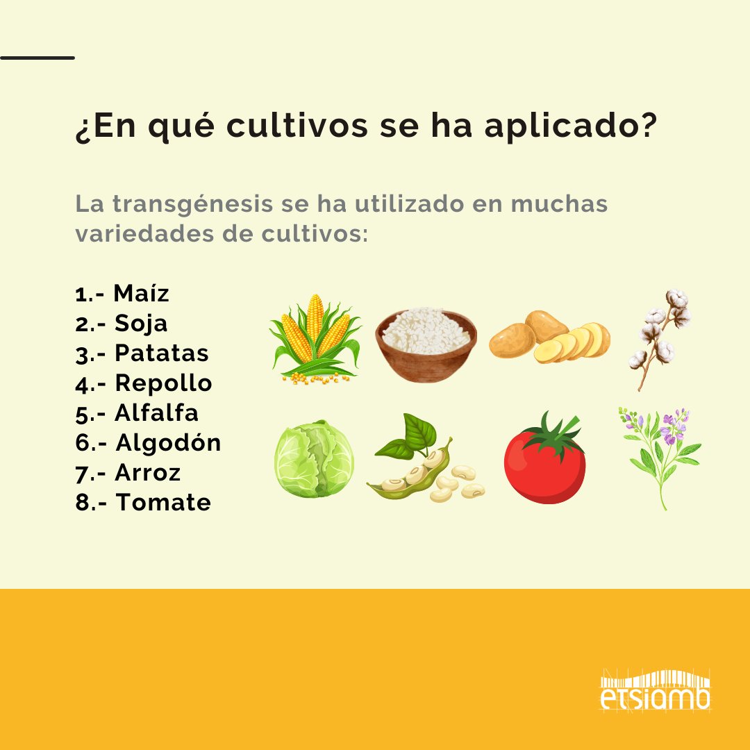 EtsiamAb's tweet image. ¿Sabías de qué se trata la 𝐭𝐫𝐚𝐧𝐬𝐠𝐞́𝐧𝐞𝐬𝐢𝐬 𝐯𝐞𝐠𝐞𝐭𝐚𝐥 y qué ventajas tiene? 🤔💭

#Etsiamb #Transgenesis #EtsiambAlbacete #Ingenieria #UCLM #Naturaleza #MedioNatural #Plantas #Animales #Master #MedioAmbiente