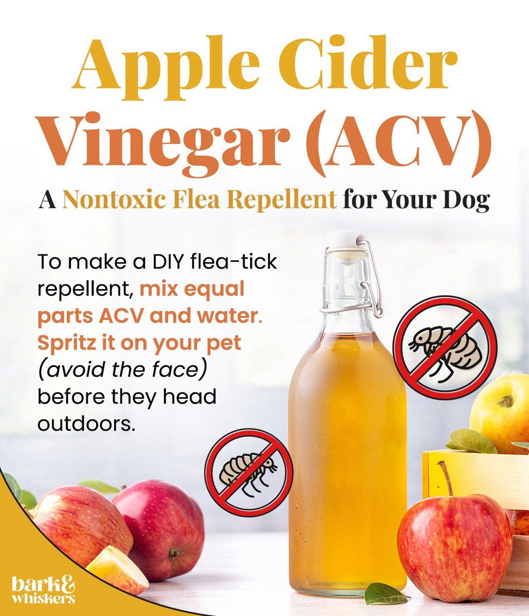 bark_whiskers's tweet photo. Looking for a safe way to keep fleas away from your pet? 👀 Try this DIY nontoxic flea repellent! 👌
For more ways to keep fleas at bay, click here: https://t.co/vfMS5czPGk
#FleasAway #FleaFreeDog #Dog #PetTips #PetHack #Pet https://t.co/S2GOTnkgg8