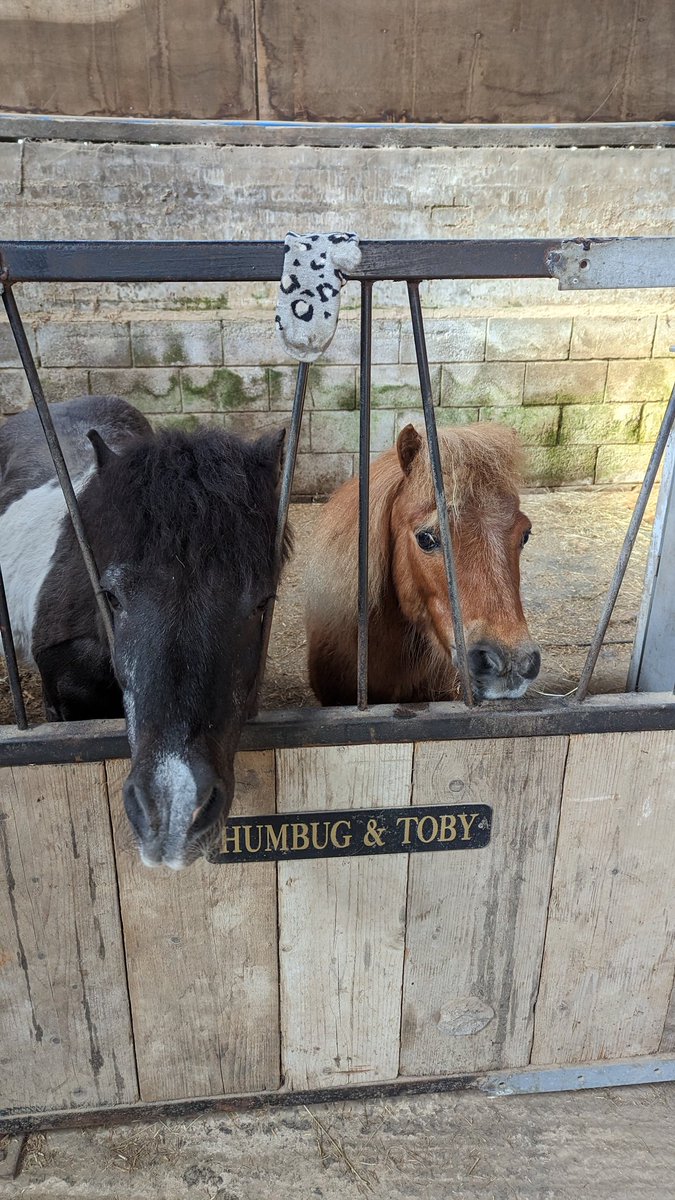 Momma G found a little sock on the floor in our stable! She's now concerned about where the rest of the child is! 😏
#InnocentUntilProvenGuilty