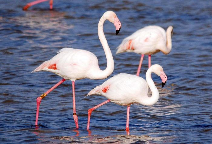 Monia Melis tweet media