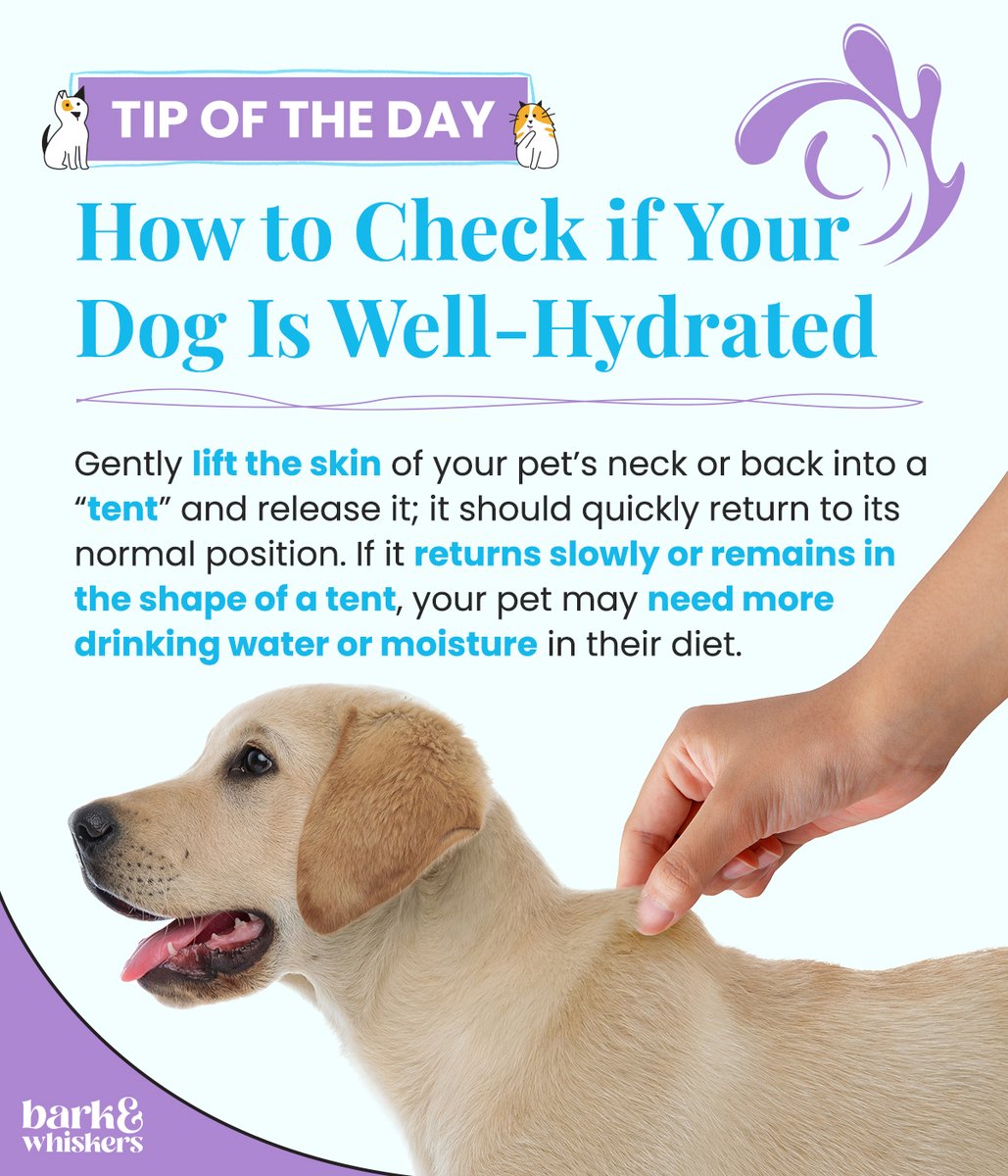 bark_whiskers's tweet photo. You need to ensure your dog is drinking enough water daily, especially during the warmer season. ☀️ Here’s an easy way to know if your dog is well-hydrated. ⬇️🐶💧
More drinking and feeding guidelines for dogs: https://t.co/OyKBIli4RI
#PetTips #PetHack #Dog #dogsoftwitter https://t.co/YUD3z9bTHh