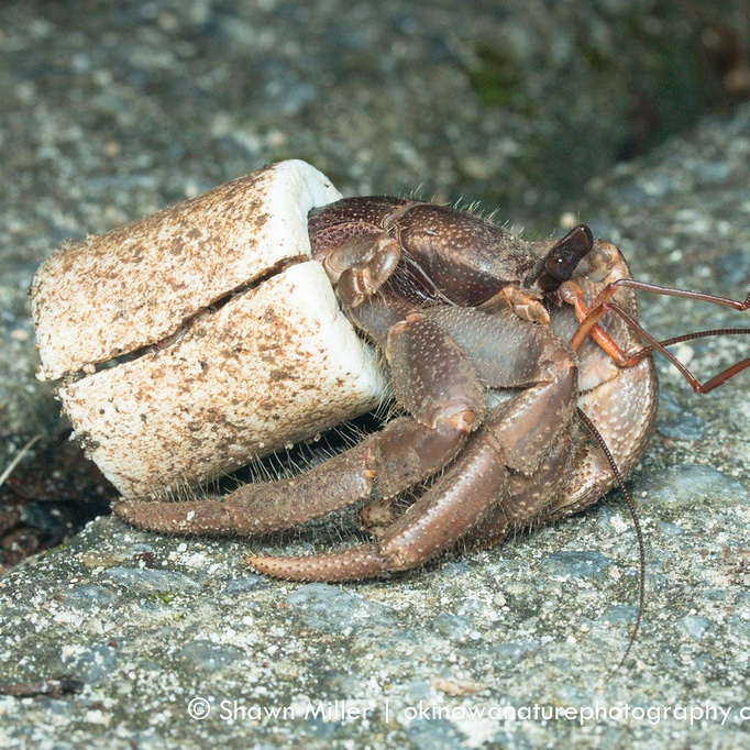 Animals shouldn’t have to adapt to live in our trash. Help us help these #hermitcrabs by donating here experiment.com/projects/blueb… 🐚🦀 if the project doesn’t reach 100% your card isn’t charged #conservation #plasticwaste