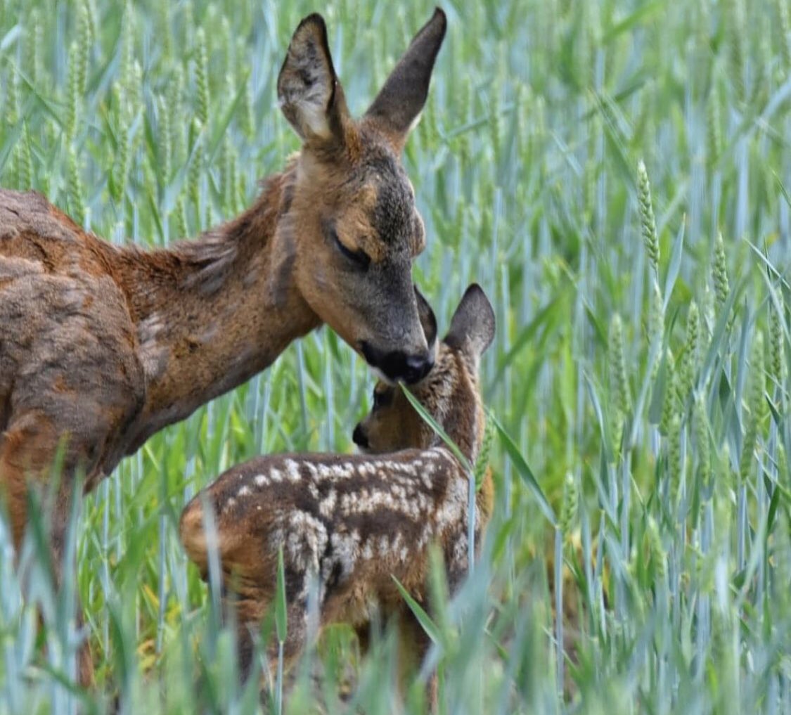 Lincoln_Retreat's tweet photo. A beautiful sight to see Roe deer @ retreat🦌☀️🏡
#naturelovers #selfcateringcottage #LincsConnect #cityoflincoln #placetorelax
#greenspaces https://t.co/64zsiraSzM