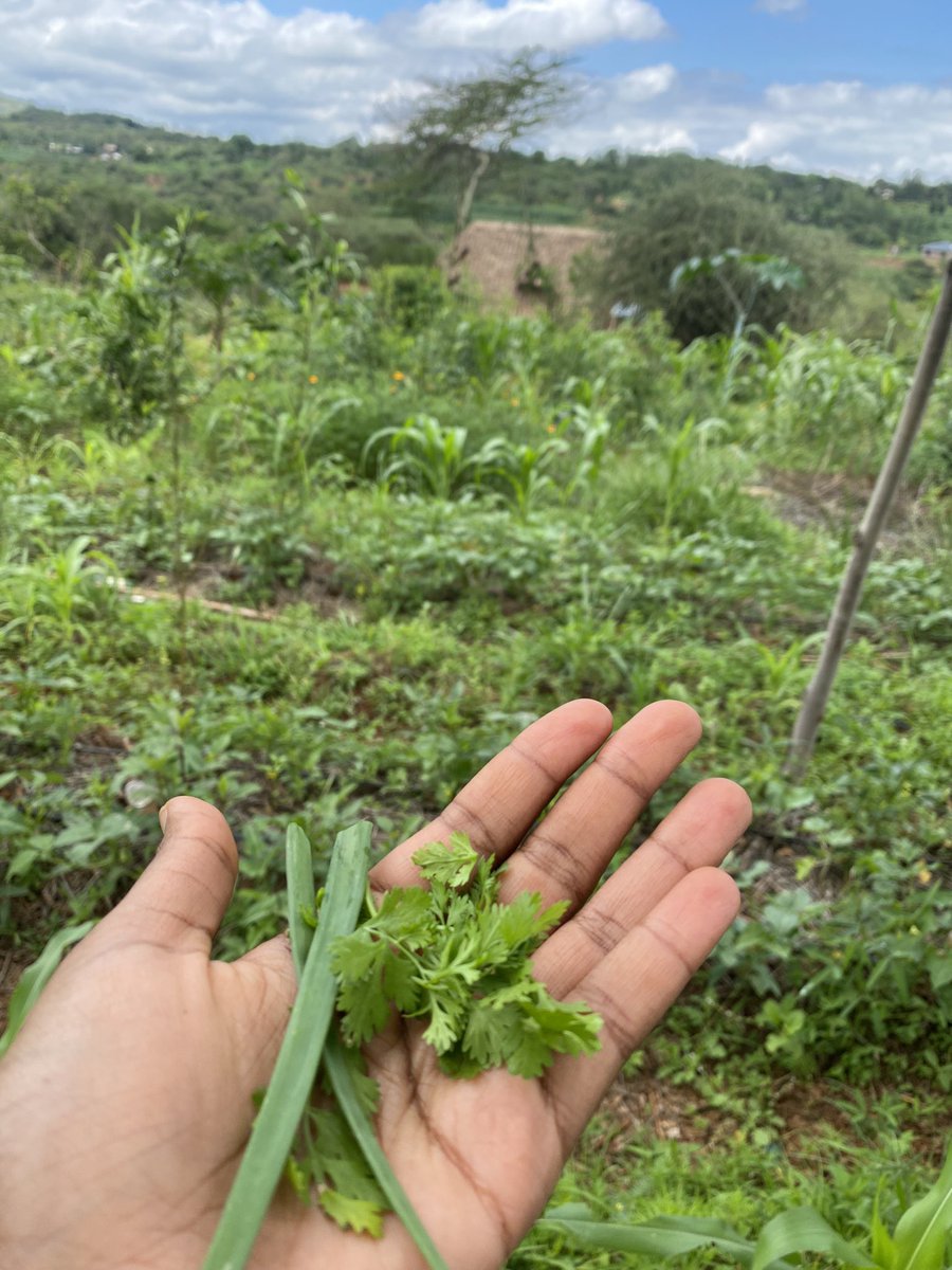 kenya_mchuzi's tweet photo. The effectiveness of #agroforestry, the minimal use of inputs and variety that comes from #syntropic systems are hard to beat. So why do we still keep believing corporations who want to keep us dependent on them forever? #openyoureyes #freeyourminds #selfsufficiency #chemicalfree https://t.co/2cQZVxgXlF