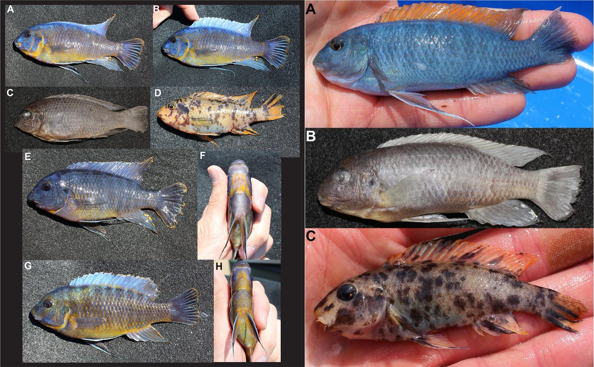 #NewSpeciesAlert - 6 new species of cichlids (#mbuna) from #LakeMalawi. #𝐿𝑎𝑏𝑒𝑜𝑡𝑟𝑜𝑝ℎ𝑒𝑢𝑠 𝑎𝑙𝑡𝑖𝑐𝑜𝑑𝑖𝑎, 𝐿. 𝑎𝑢𝑟𝑎𝑛𝑡𝑖𝑛𝑓𝑟𝑎, 𝐿. 𝑐𝑎𝑛𝑑𝑖𝑝𝑦𝑔𝑖𝑎, 𝐿. 𝑐ℎ𝑖𝑟𝑎𝑛𝑔𝑎𝑙𝑖, 𝐿. 𝑜𝑏𝑠𝑐𝑢𝑟𝑢𝑠 & 𝐿. 𝑟𝑢𝑏𝑖𝑑𝑜𝑟𝑠𝑎𝑙𝑖𝑠.
🔓 bit.ly/45A2cEz