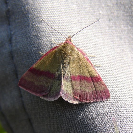 BIS #RecordOfTheWeek is this delightful Small Purple-barred moth, Phytometra viridaria seen in Carno Forest. Thanks to Tom Knight for the record with photo. @cofnod @SEWBReC @wwbic1 @WalesBc #TeamMoth @BritishMoths