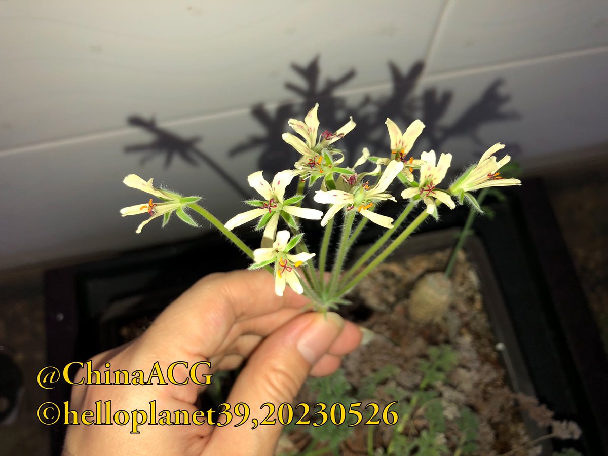 #Pelargonium #triste
#botanic #园艺 #園芸