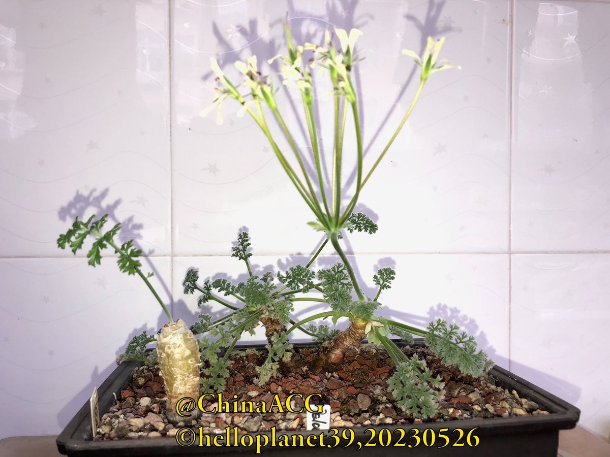 ChinaACG's tweet photo. #Pelargonium #triste
#botanic #园艺 #園芸 https://t.co/qbca00JwuQ