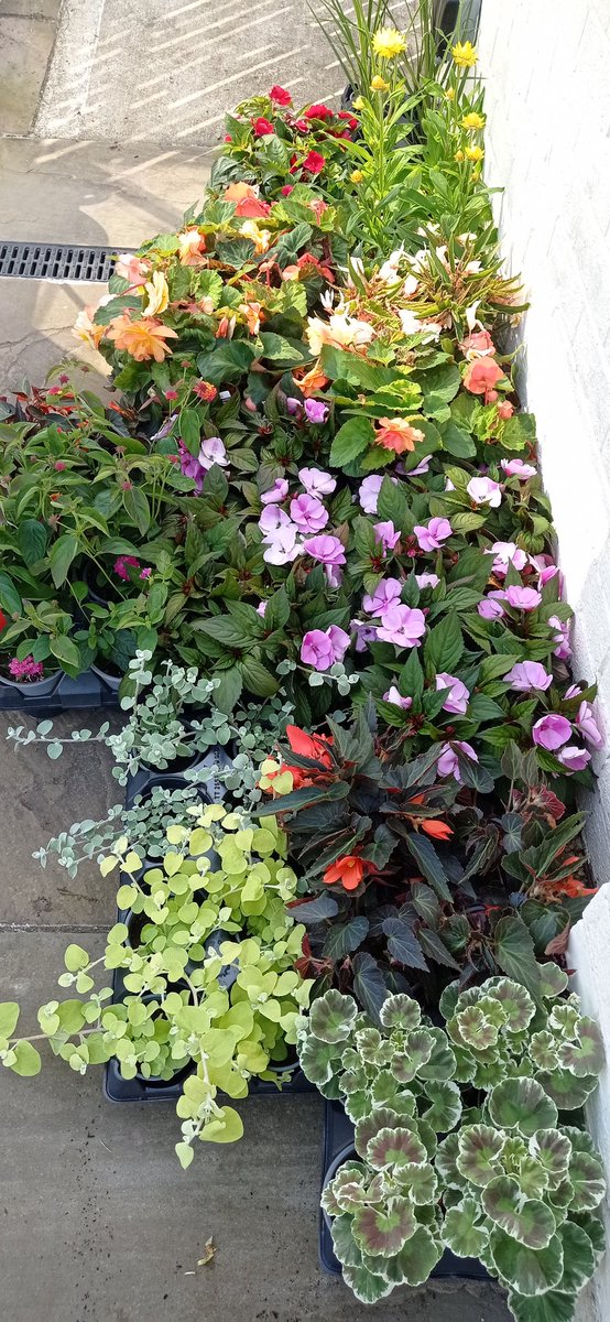 Fantastic selection of plants on their way to our critical care and organ donor gardens <a href="/SouthTees/">South Tees Hospitals</a> today! Thanks to <a href="/durham_uni/">Durham University</a> Botanic Gardens for their generous support. <a href="/WolfsonResearch/">WolfsonResearch</a> #healingspaces