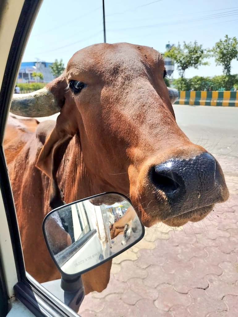 Hey why you van is too late 

#Cows
#FoodVan