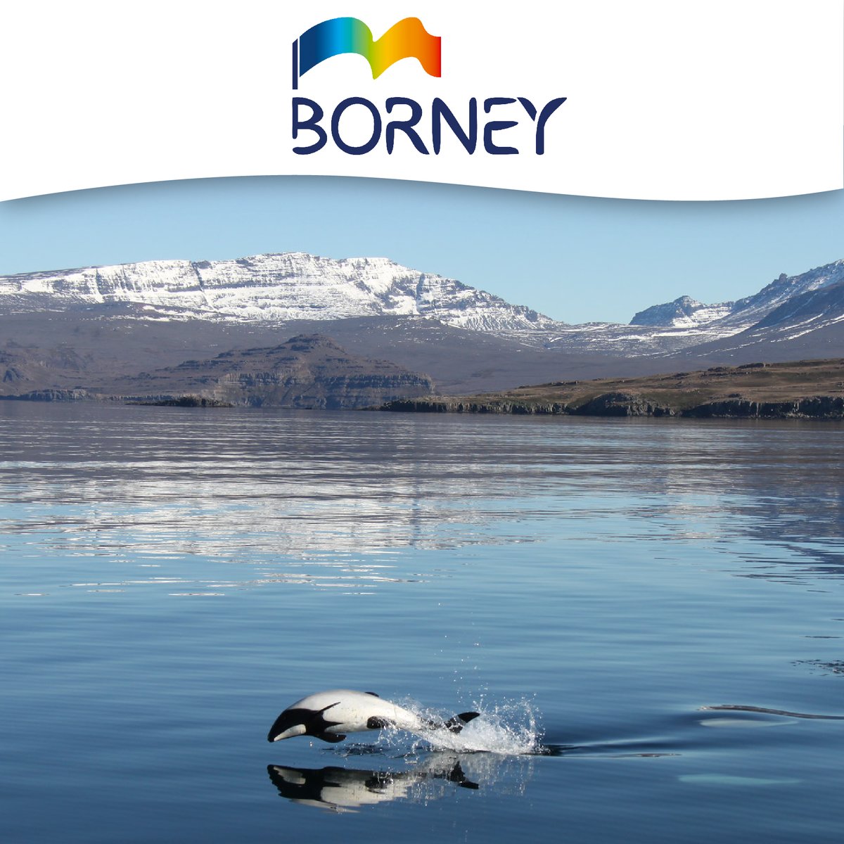 Borney Drapeaux tweet media