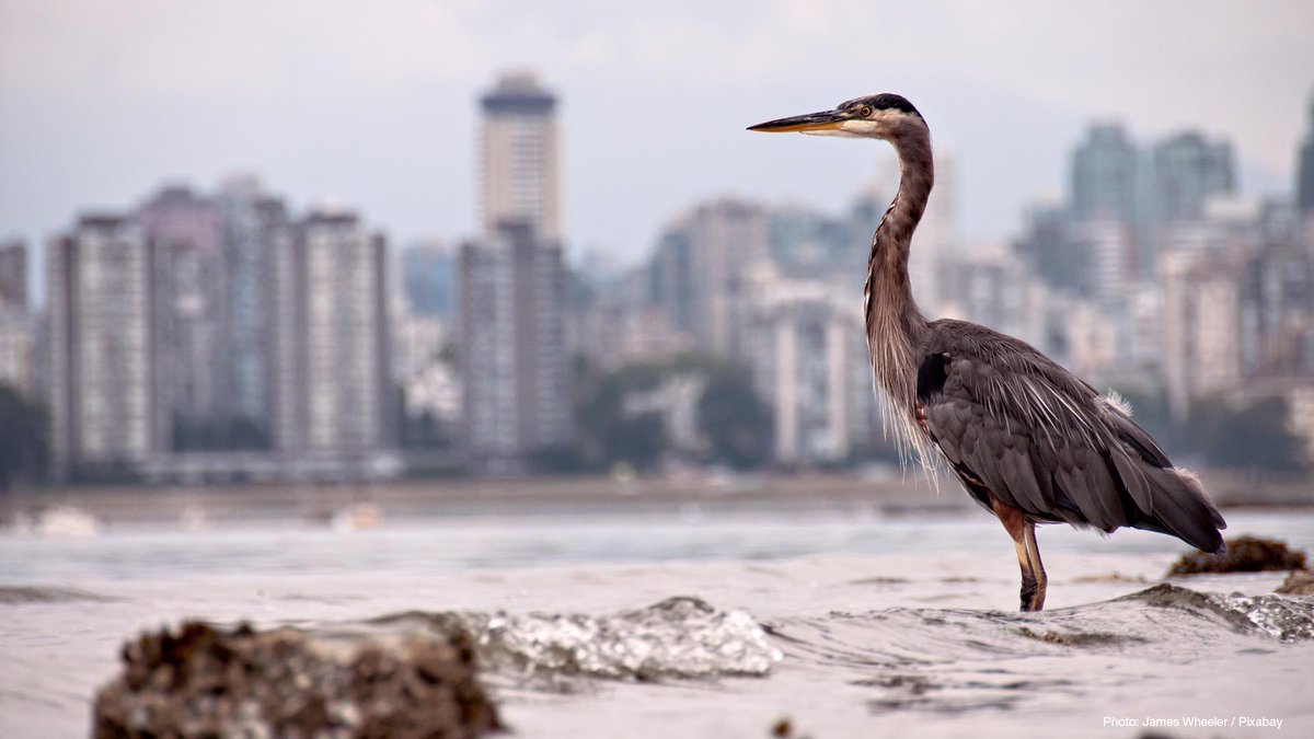 IUCN's tweet photo. Urban #biodiversity is fundamental to making cities more liveable.

Make sure that your city can calculate its ecological performance with the new IUCN Urban Nature Indexes.

The platform is a collaboration with @unepwcmc and @UBHub_org

https://t.co/ZgmxNYuf3g @jonnyecology https://t.co/2uh83O7ucB
