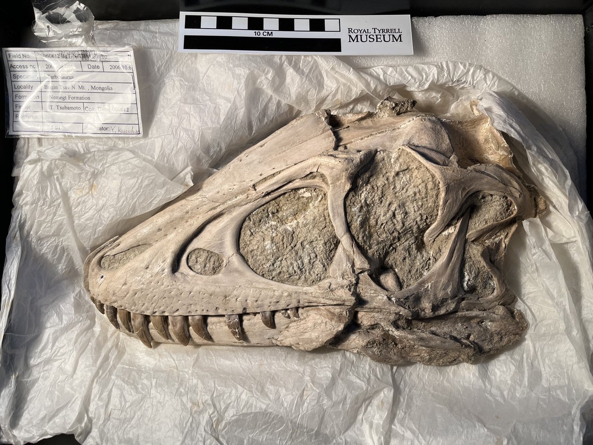 Currently researching abroad in Mongolia so I’m missing out on seeing all the happy baby dinosaurs in Prehistoric Planet but fortunately I get to hang out with this baby Tarbosaurus instead! #FossilFriday