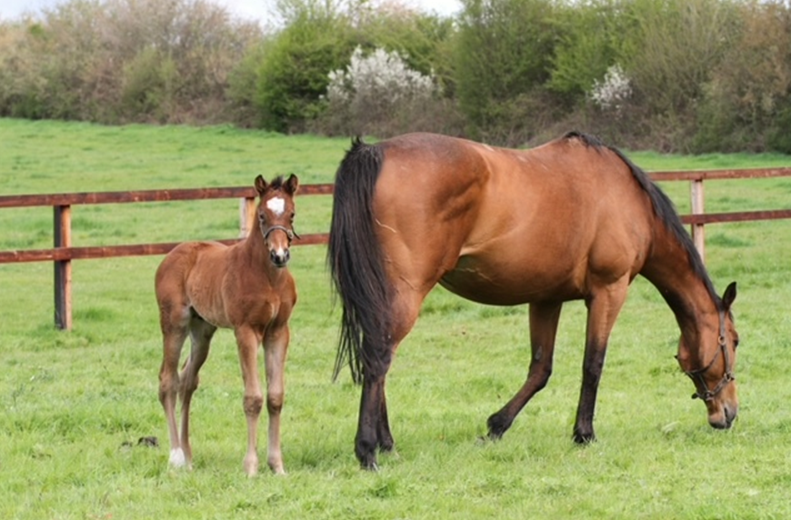 NatStudStallion's tweet photo. This cracking Lope Y Fernandez foal was bred by Mrs D Joley at the age of 94!

We hope we get to love the game for as long as her ❤️ 

#FirstcropFernandez #LYF https://t.co/1qKnRJDcla