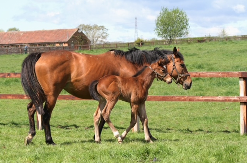 NatStudStallion's tweet photo. This cracking Lope Y Fernandez foal was bred by Mrs D Joley at the age of 94!

We hope we get to love the game for as long as her ❤️ 

#FirstcropFernandez #LYF https://t.co/1qKnRJDcla