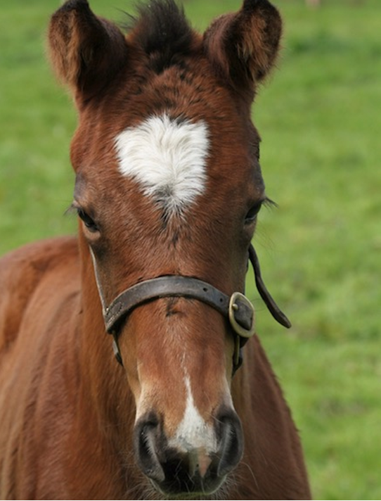 NatStudStallion's tweet photo. This cracking Lope Y Fernandez foal was bred by Mrs D Joley at the age of 94!

We hope we get to love the game for as long as her ❤️ 

#FirstcropFernandez #LYF https://t.co/1qKnRJDcla
