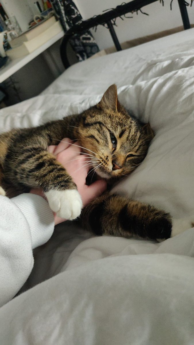 UndercheeseSSB's tweet photo. @zubiwubi Oohhh meet Suki!
She's a bit shy but loves pets like all cats do. She loves rolling over the floor and she's really good at standing on two paws.. I sometimes think she might think she's a meerkat https://t.co/CC4Oz8RPsc