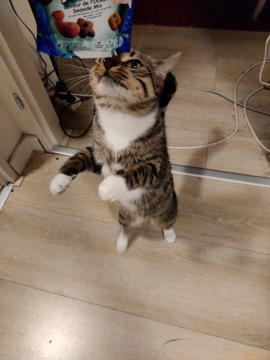 UndercheeseSSB's tweet photo. @zubiwubi Oohhh meet Suki!
She's a bit shy but loves pets like all cats do. She loves rolling over the floor and she's really good at standing on two paws.. I sometimes think she might think she's a meerkat https://t.co/CC4Oz8RPsc