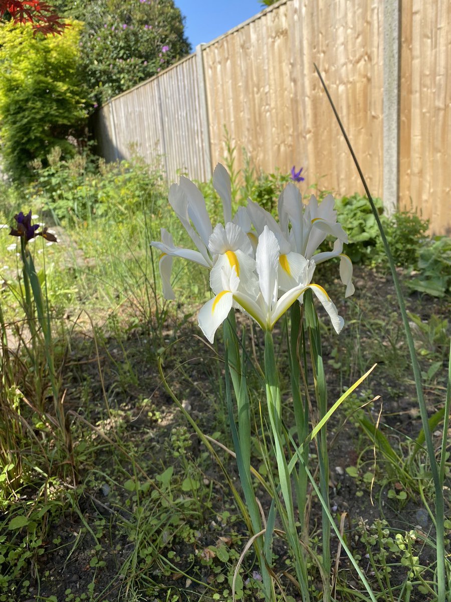 Who ever said ‘I planted too many bulbs?’  My irises are blooming. #gardenchat #flowers #iris