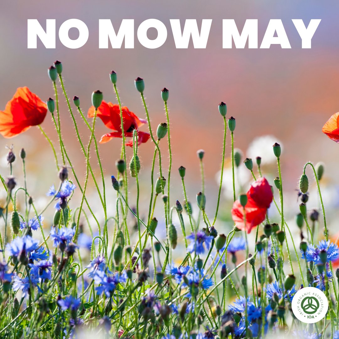 IrishOrganicA's tweet photo. It's No Mow May!
Let's all help biodiversity no matter how large or small your garden or farm is!
#biodiversityireland #organicireland https://t.co/g6rHiZTEfH