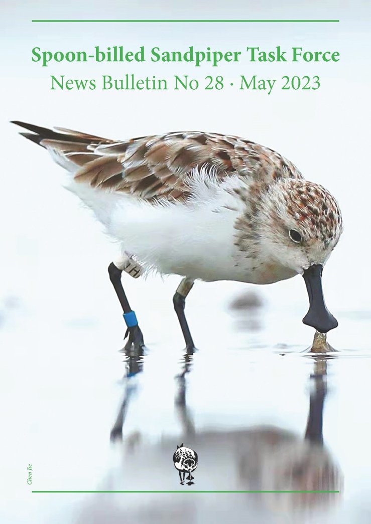 <a href="/EAAFP/">EAAFP</a> <a href="/SBS_TF/">Spoon-billed Sandpiper Task Force</a> just released Spoon-billed Sandpiper Task Force News Bulletin NO.28, to updates about #SpoonbilledSandpiper and conservation work in the #EAAFlyway. 🌏
📰Read the Newsletter: cutt.ly/bwqT1POc 
#SBS