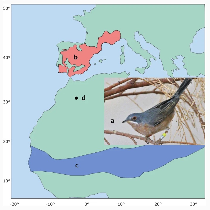 📣And now that we are on it, have a look, too, at the second paper from @ArmandoAispuro3' s PhD on the territoriality in songbirds crossing the Sahara 🐦🐦🐦 Congratulations, Armando! rdcu.be/dc3kx @fusanilab @ivan_maggini @VetmeduniVienna