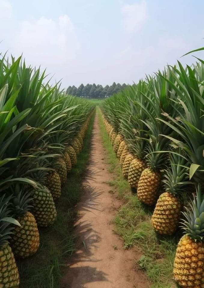 Pineapple 🍍🍍🍍 plantations