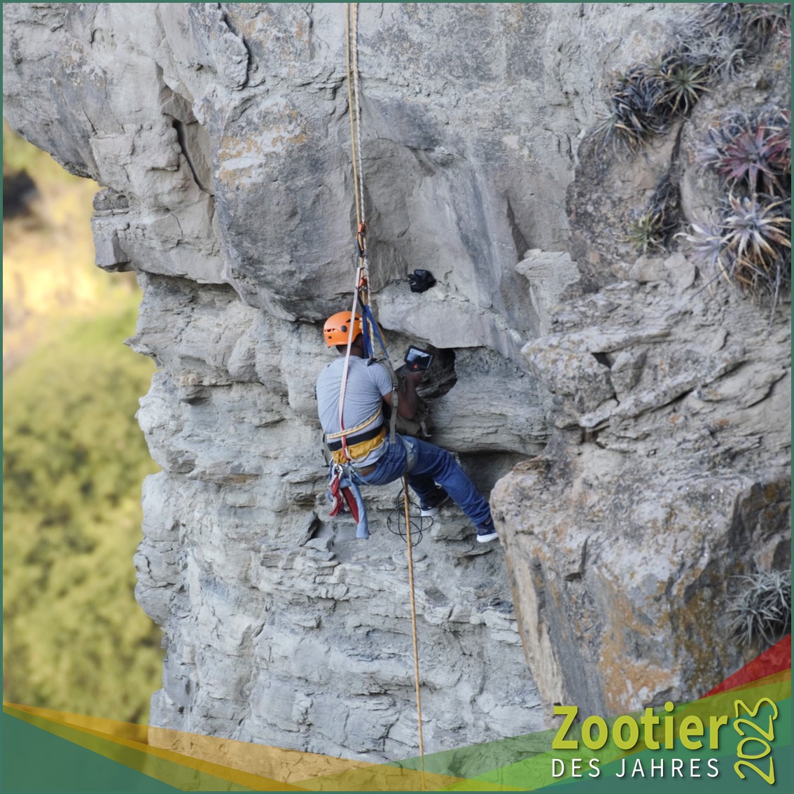 Rotohraras (Ara rubrogenys) brüten in Steilwänden. Da die natürlichen Höhlen in den Felsen begrenzt sind, stellt unser Projektpartner <a href="/armonia_bolivia/">Asociación Armonia</a>  künstliche Nisthilfen bereit. Die Betreuung der Nistkästen erfordert Klettergeschick und Schwindelfreiheit.

Foto: Armonia
