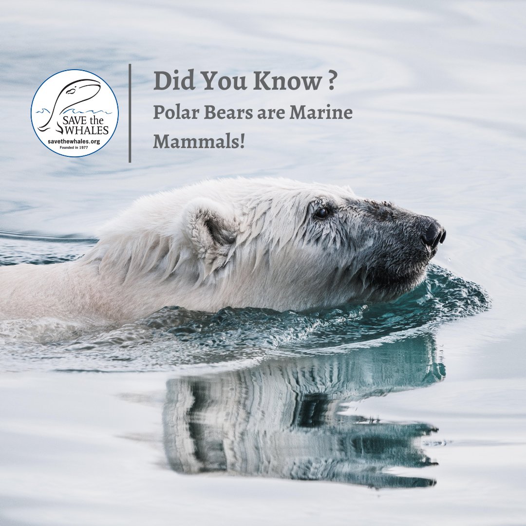 Happy #FunFactFriday 
Did you know polar bears are the only bear species classified as marine mammals? This is because of their dependence on the sea ice for their habitat and food. #polarbears #marinemammals #savethewhales