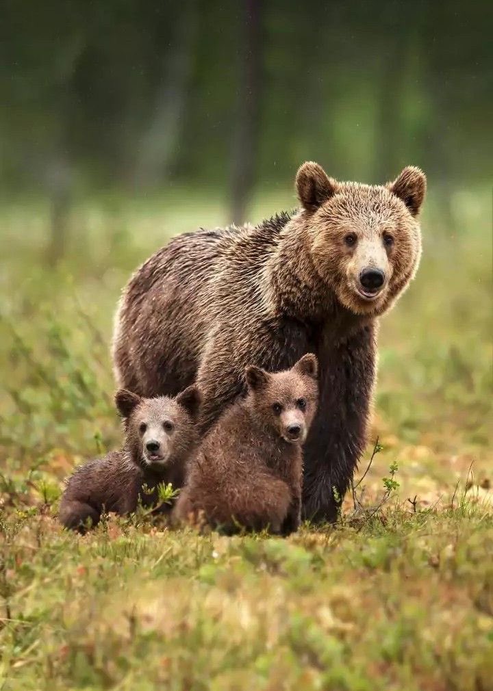 Emiliano1980_'s tweet image. Sempre dalla parte di mamma 🐻 #JJ4 di 🐻 #MJ5 e di tutti gli orsi. Devono avere il diritto di poter vivere in pace nel loro habitat 🌲⛰️ il boia leghista @MaurizioFugatti e @ProvinciaTrento hanno sempre più gente contro @VisitTrentino 👁️ al turi$mo…