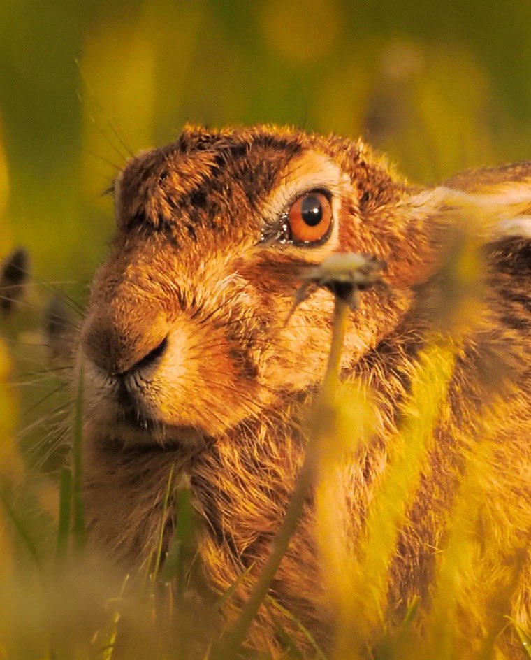 Getting this close to a Brown Hare takes fieldcraft, we chat about some tips for wildlife photography in out next podcast from <a href="/PodcastGrumpy/">The Grumpy Podographer Podcast</a> coming soon 
#bbcspringwatch #brownhare #wildlifephotography #fieldcraft