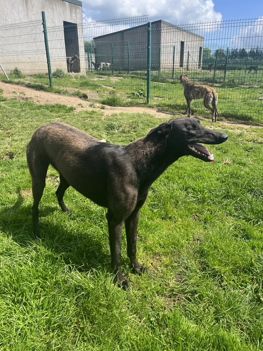 🐾 Pupdate on our Racing Club team 

We’re absolutely delighted with how these two are progressing! 

Around 10 months old each, there isn’t too much longer to wait with them before they hit the track! 

Big thanks to <a href="/Emmabuckley2009/">Emma Buckley</a> for the super rearing and updates!