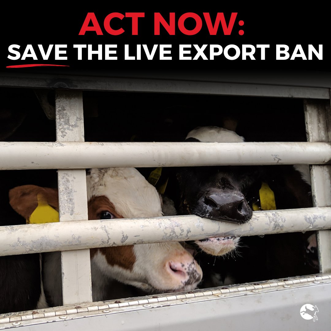 ciwf's tweet photo. NEW ACTION: the UK Government has just abandoned the Bill that would have banned live exports from Britain. 

It's a betrayal of farm animals and everyone who’s fought so hard to #BanLiveExports. 

We mustn't give up. Please speak out now➡️ https://t.co/KmDuQHXyj0 https://t.co/Ua81QpXTOy