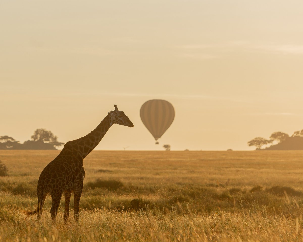 Serengeti Balloon Safaris tweet media