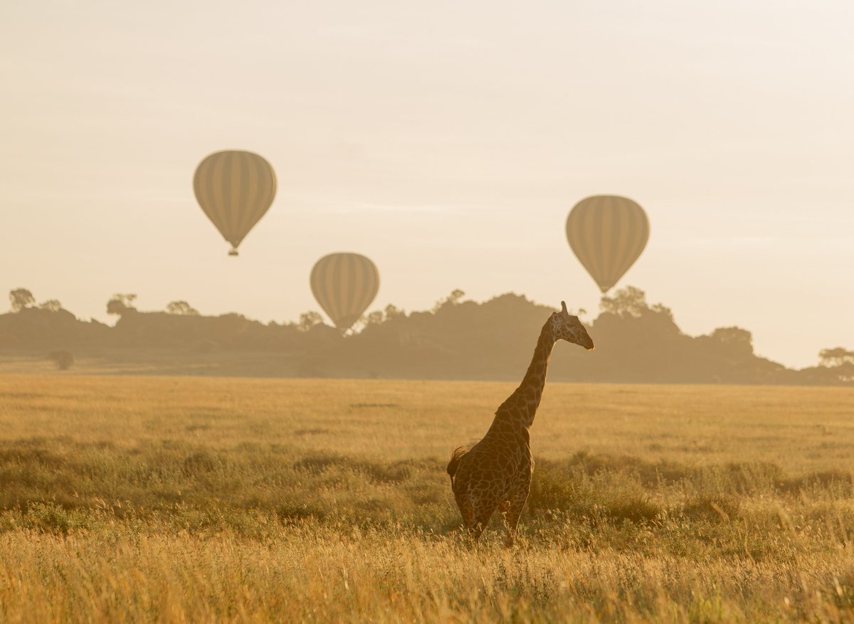 Serengeti Balloon Safaris tweet media