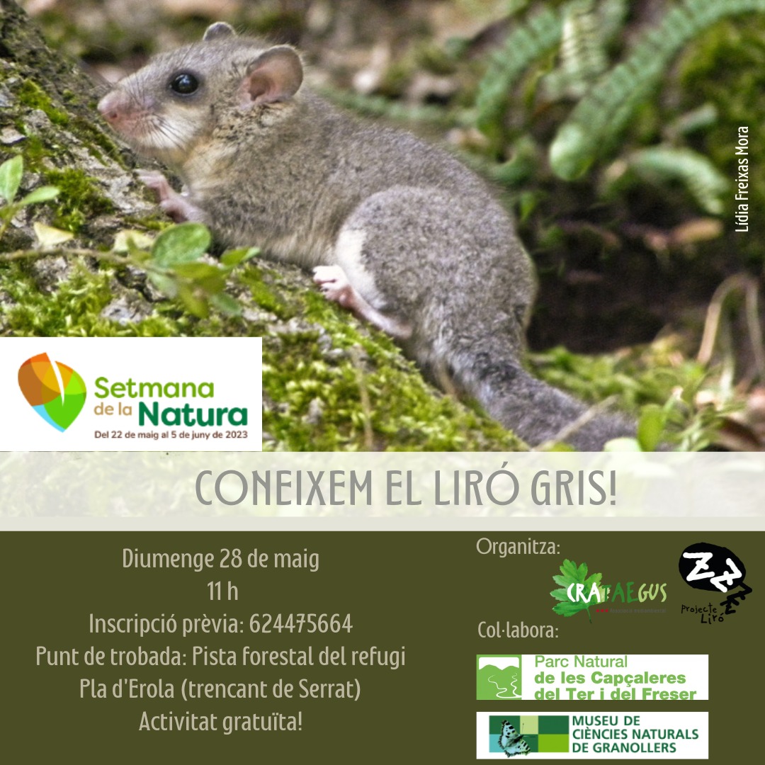 ProjecteLiro's tweet image. 💚 Coincidint amb la @setmananatura els companys de @crataegusassociacio han preparat una activitat entorn el #ProjecteLiro per conèixer de primera mà aquests mamífers i construir caixes niu per descobrir si viuen al bosc de Ribes! 
👇Us esperen aquest diumenge 28

@pnterfreser