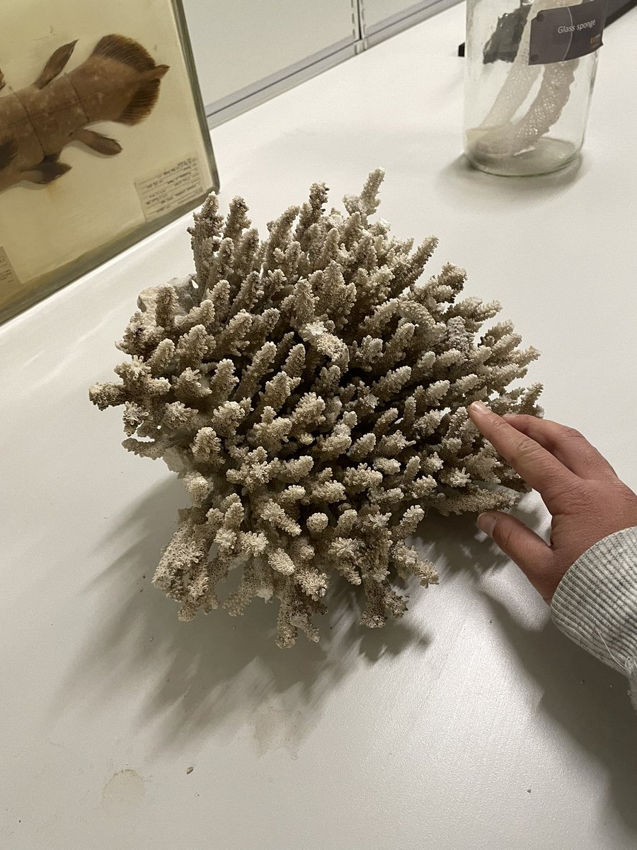 I forgot what this exactly is… maybe something like coral…??🪸

#TwoOceansAquarium #GIFTWorkshop #experiment #marine #CapeTown #SouthAfrica