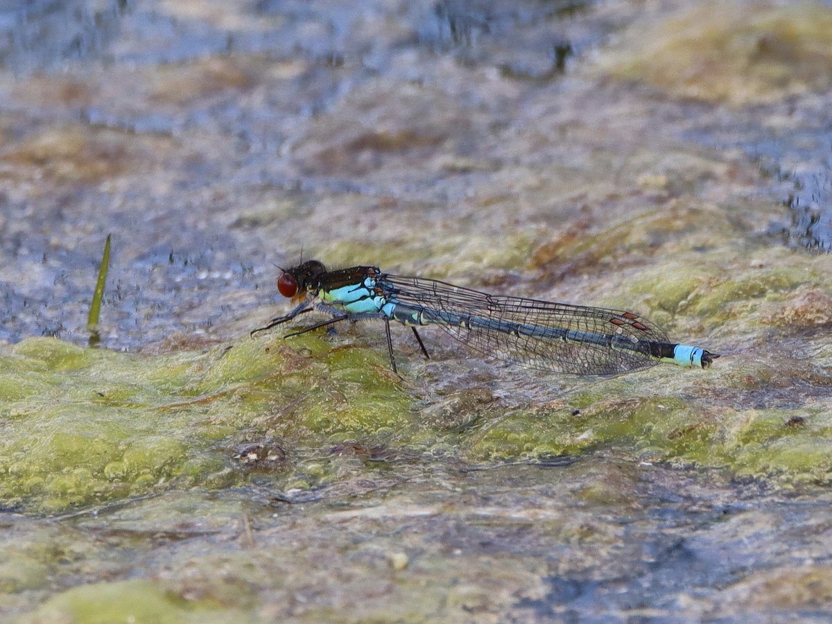 The warm weather has brought out the Damsel & Dragonflies. Here is a Hairy Dragonfly & a Red-eyed Damselfly at @llangorselake, Wales' 1st @BDSdragonflies Hotspot location. @BBNatureRecover @BannauB @DarkskiesBob @aroundllangorse @Llangorsvillage @LlangorsPrimary @WTSWWBrecknock