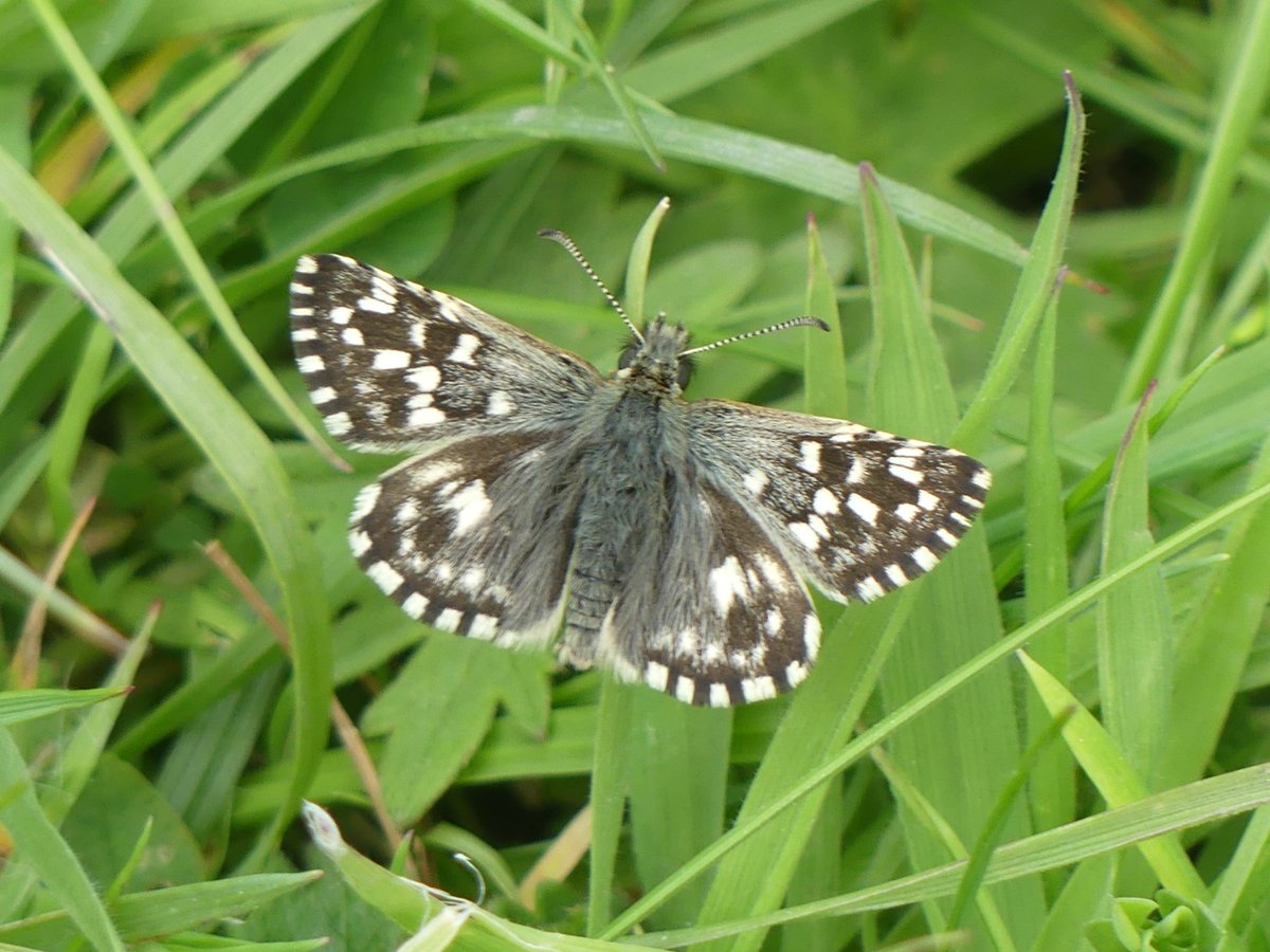 Wild_NEScot's tweet image. Lunchtime at @wildlifebcn Woodwalton Marsh, mostly trying to get the new Common Blues/Brown Argus to either look blue or show a forewing so I can get in a bit of practice trying to ID them by sight again. @bc_cambs_essex #butterflies #springproblems